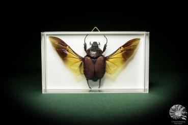 Fornasinius russus (8529) a beetle from East Africa | Taxidermy | Beetles