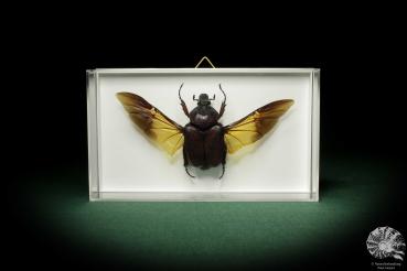 Fornasinius russus (8531) a beetle from East Africa | Taxidermy | Beetles