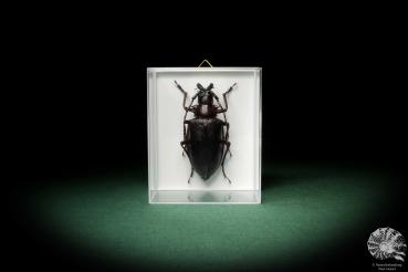 Dorysthenes walkeri (8533) a beetle from Asia | Taxidermy | Beetles