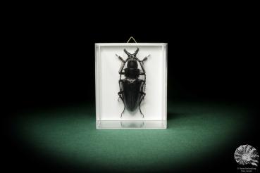 Dorysthenes walkeri (8534) a beetle from Asia | Taxidermy | Beetles