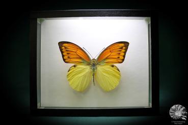 Hebomoia leucippe daemonis (867) a butterfly from Indonesia | Taxidermy | Butterflies