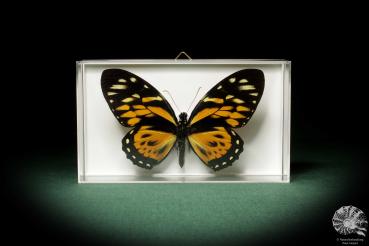 Papilio zagreus (8683) a butterfly from South America | Taxidermy | Butterflies