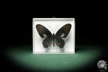 Parides anchises koenigi (8701) a butterfly from South America | Taxidermy | Butterflies