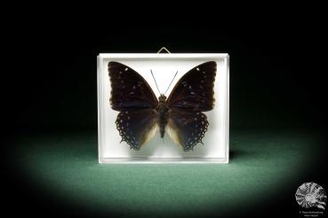 Charaxes tiridates (8702) a butterfly from Africa | Taxidermy | Butterflies