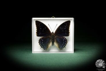 Charaxes tiridates (8703) a butterfly from Africa | Taxidermy | Butterflies