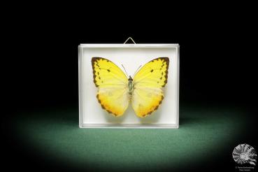 Phoebis argante (8706) a butterfly from South America | Taxidermy | Butterflies