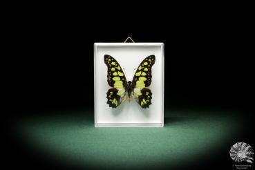 Graphium tynderaeus (8707) a butterfly from Africa | Taxidermy | Butterflies