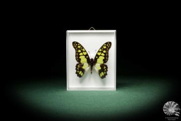 Graphium tynderaeus (8708) a butterfly from Africa | Taxidermy | Butterflies