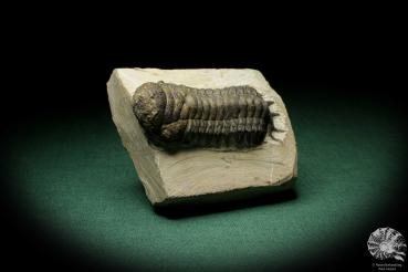 Crotalocephalus gibbus (8953) ein Trilobit aus Marokko | Fossilien | Trilobiten