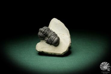 Crotalocephalus gibbus (8955) a trilobite from Morocco | Fossils | Trilobites