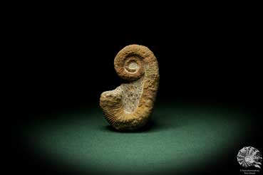 Acrioceras tabarelli (9145) a cephalopod from Morocco | Fossils | Cephalopods