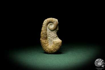 Acrioceras tabarelli (9156) a cephalopod from Morocco | Fossils | Cephalopods