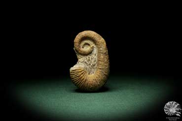 Acrioceras tabarelli (9163) a cephalopod from Morocco | Fossils | Cephalopods