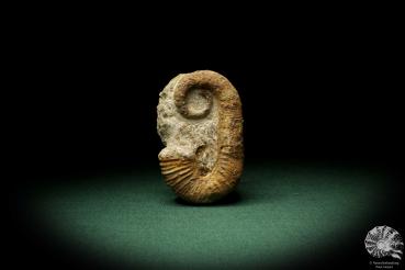 Acrioceras tabarelli (9169) a cephalopod from Morocco | Fossils | Cephalopods