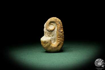 Acrioceras tabarelli (9170) a cephalopod from Morocco | Fossils | Cephalopods