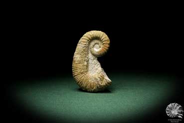 Acrioceras tabarelli (9173) a cephalopod from Morocco | Fossils | Cephalopods