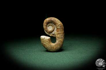 Acrioceras tabarelli (9197) a cephalopod from Morocco | Fossils | Cephalopods