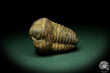 Flexicalymene ouzregui (9306) a trilobite from Morocco | Fossils | Trilobites