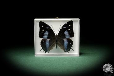 Baeotus baeotus (9333) a butterfly from Central America | Taxidermy | Butterflies