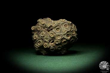 Hexagonaria hexagona (9397) a coral from Morocco | Fossils | Corals