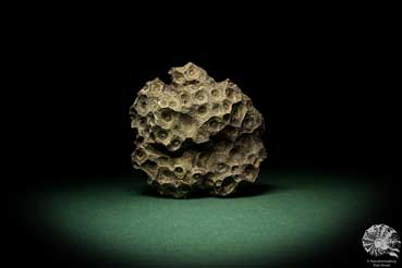 Hexagonaria hexagona (9401) a coral from Morocco | Fossils | Corals