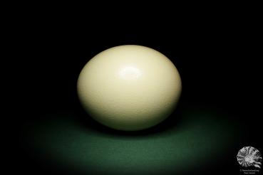 Struthio camelus (9406) an egg from South Africa | Natural products | Eggs