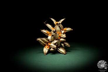 Strelitzia nicolai (9450) a dried fruit from South Africa | Dried fruit