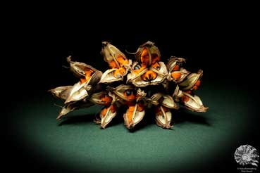 Strelitzia nicolai (9459) a dried fruit from South Africa | Dried fruit