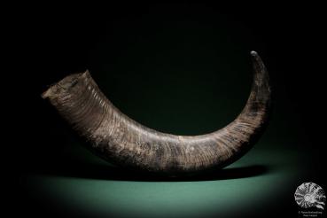 Bubalus bubalis (9603) an antler from Southeast Asia | Natural products | Antlers