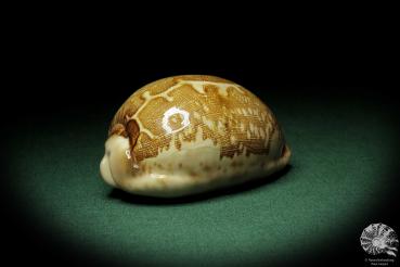 Leporicypraea mappa (9831) a snail from Philippines | Conchylia | Snails