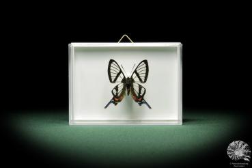 Chorinea octauius (9872) a butterfly from South America | Taxidermy | Butterflies