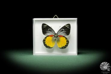 Delias belisama (9888) a butterfly from Indonesia | Taxidermy | Butterflies