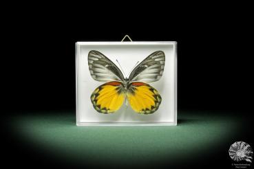 Delias descombesi (9890) a butterfly from Asia | Taxidermy | Butterflies