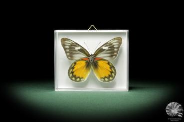 Delias rosenbergi (9892) a butterfly from Asia | Taxidermy | Butterflies