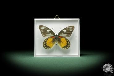 Delias rosenbergi (9893) a butterfly from Asia | Taxidermy | Butterflies